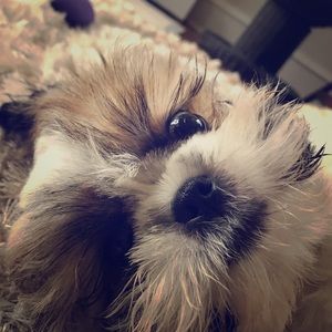 Meet your Posher, Adam